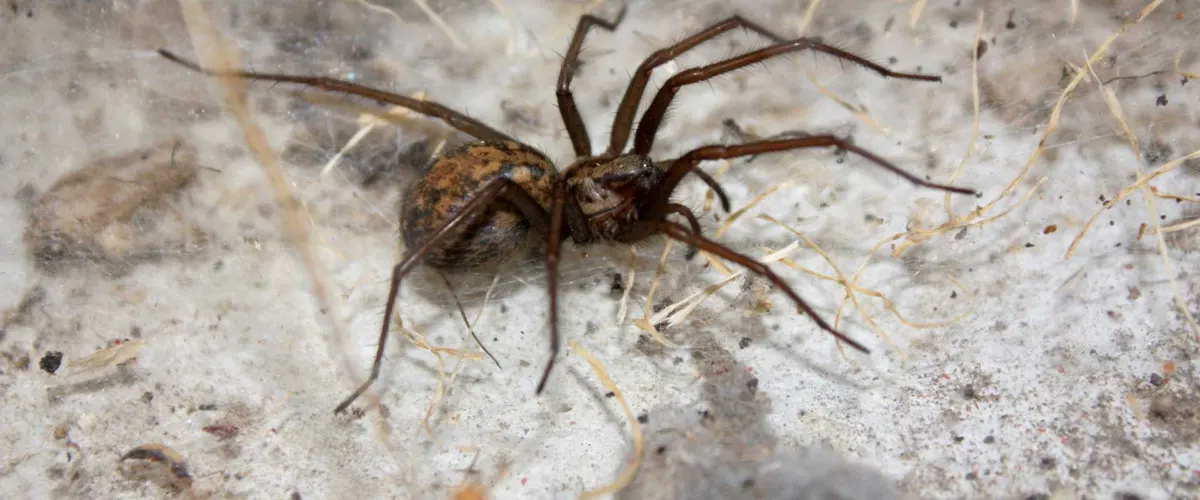 Hobo spider on a funnel web