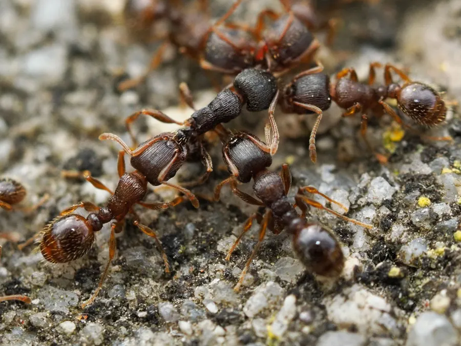 Pavement ants on concrete